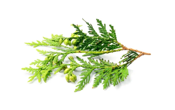 Cypress twigs isolated. Cupressus leaf, arborvitae twig, thuya sprig, thuja leaves on white background, cypress set for christmas design