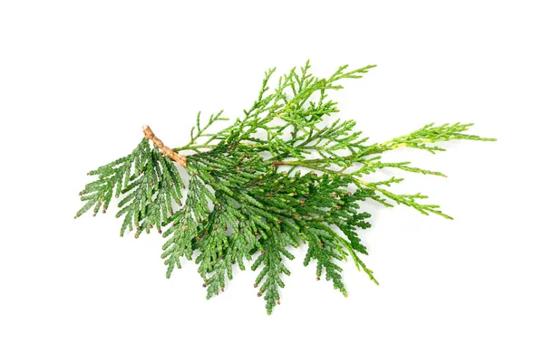 Cypress Twigs Isolated Cupressus Leaf Arborvitae Twig Thuya Sprig Thuja — Stock Photo, Image
