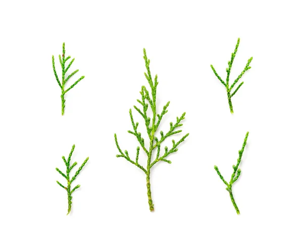 Cypress Twigs Isolated Cupressus Leaf Arborvitae Twig Thuya Sprig Thuja — Foto Stock