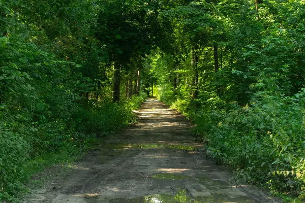 Forest path, park way overgrown with trees. Green summer park pathway, natural trail, footpath after the rain