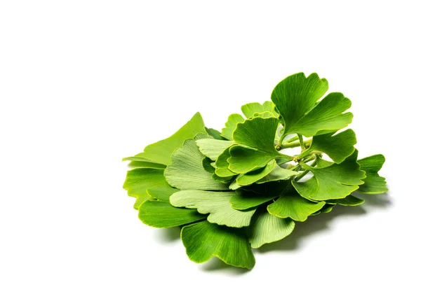 Ginkgo biloba leaves isolated. Gingko green leaf, ginko tree twig, living fossil, fresh ginkgo leaves on white background