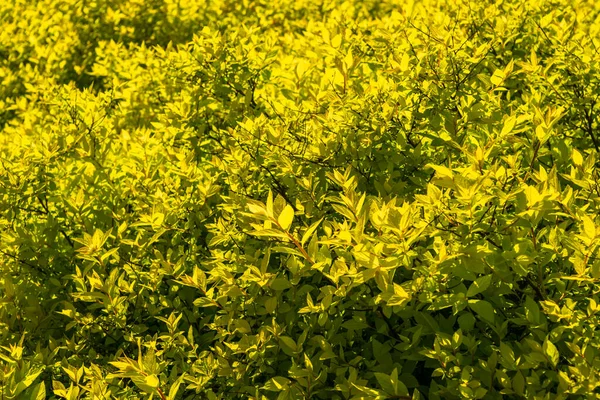 Green leaf texture background. Leaves wallpaper, foliage pattern, green plant wall mockup, natural greenery backdrop, hedge with space for text