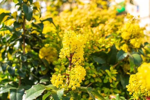 Flowering Mahonia. Spring yellow flowers of mahonia japonica bush with selective focus, evergreen shrubs for modern landscape design