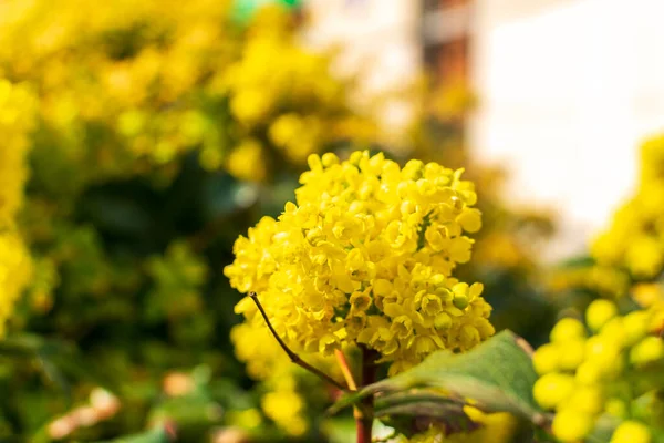 Flowering Mahonia. Spring yellow flowers of mahonia japonica bush with selective focus, evergreen shrubs for modern landscape design