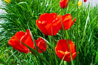 Red tulips outdoor. Spring tulipa flowers, scarlet tulip flowerbed