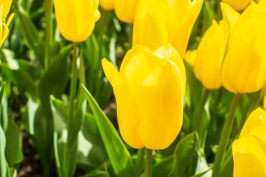 Yellow tulips outdoor. Spring tulipa flowers flowerbed, sunny tulip petals and buds