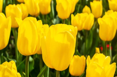Yellow tulips outdoor. Spring tulipa flowers flowerbed, sunny tulip petals and buds