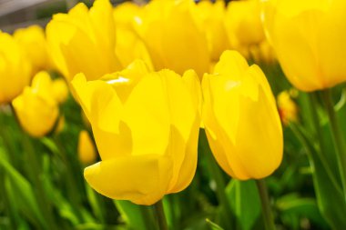 Yellow tulips outdoor. Spring tulipa flowers flowerbed, sunny tulip petals and buds