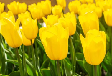 Yellow tulips outdoor. Spring tulipa flowers flowerbed, sunny tulip petals and buds
