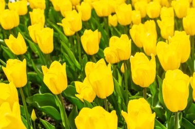 Yellow tulips outdoor. Spring tulipa flowers flowerbed, sunny tulip petals and buds