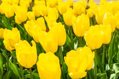 Yellow tulips outdoor. Spring tulipa flowers flowerbed, sunny tulip petals and buds