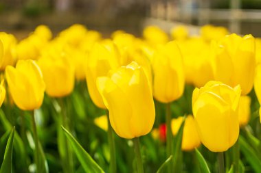 Yellow tulips outdoor. Spring tulipa flowers flowerbed, sunny tulip petals and buds