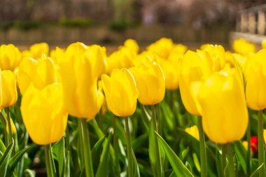 Yellow tulips outdoor. Spring tulipa flowers flowerbed, sunny tulip petals and buds