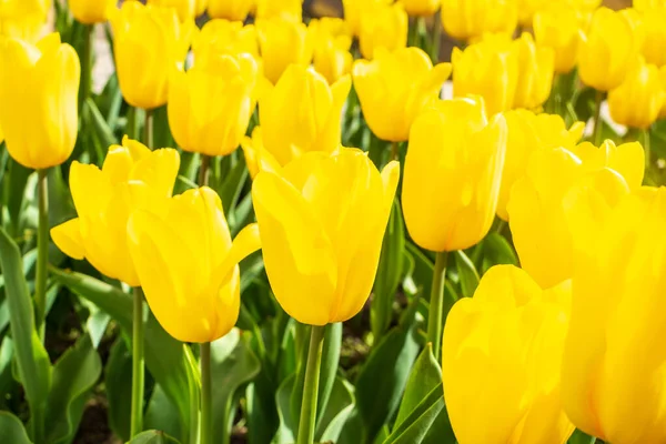 Yellow tulips outdoor. Spring tulipa flowers flowerbed, sunny tulip petals and buds