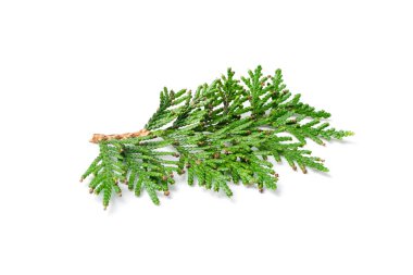 Cypress twigs isolated. Cupressus leaf, arborvitae twig, thuya sprig, thuja leaves on white background, cypress set for christmas design