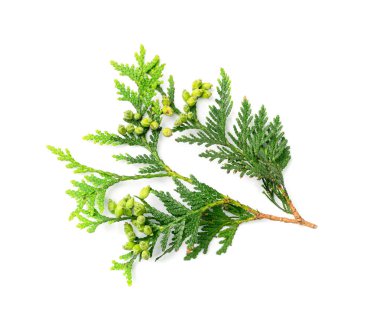 Cypress twigs isolated. Cupressus leaf, arborvitae twig, thuya sprig, thuja leaves on white background, cypress set for christmas design