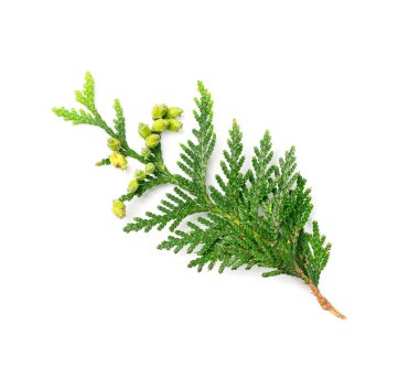Cypress twigs isolated. Cupressus leaf, arborvitae twig, thuya sprig, thuja leaves on white background, cypress set for christmas design
