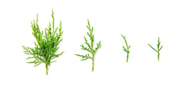 Cypress twigs isolated. Cupressus leaf, arborvitae twig, thuya sprig, thuja leaves on white background, cypress set for christmas design