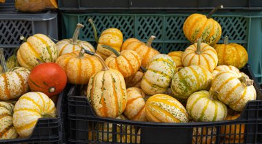 Balkabağı pazarı, kabak çiftliği, portakal Şükran Günü sebzeleri, sonbahar balkabağı hasadı, balkabağı Cadılar Bayramı dokusu arka planı