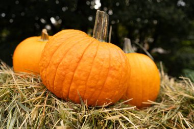 Saman üstünde balkabağı, kabak çiftliği, portakal Şükran Günü sebzeleri, sonbahar balkabağı hasadı, saman dokusunda balkabağı Cadılar Bayramı