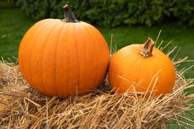 Saman üstünde balkabağı, kabak çiftliği, portakal Şükran Günü sebzeleri, sonbahar balkabağı hasadı, saman dokusunda balkabağı Cadılar Bayramı