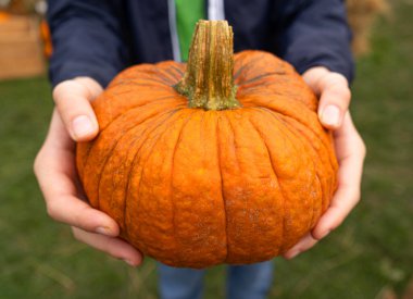 Balkabağı ellerinde, kabak çiftliğinde, portakal Şükran Günü sebzesinde, sonbahar balkabağı hasadında, balkabağı cadılar bayramı dokusunda