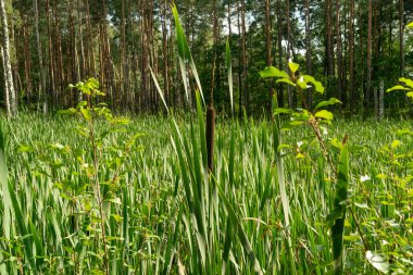 Typha, cattail, bulrush or reedmace in forest swamp. Cumbungi, green bulrush, raupo grass leaves