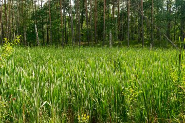 Typha, cattail, bulrush or reedmace in forest swamp. Cumbungi, green bulrush, raupo grass leaves