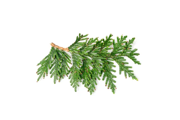 Cypress Twigs Isolated Cupressus Leaf Arborvitae Twig Thuya Sprig Thuja — Fotografia de Stock