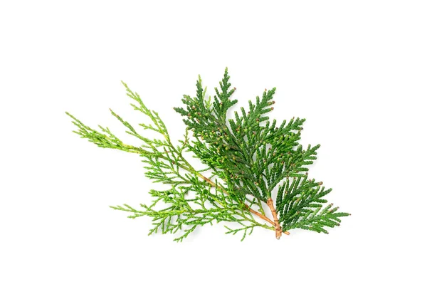 Cypress Twigs Isolated Cupressus Leaf Arborvitae Twig Thuya Sprig Thuja — Stockfoto