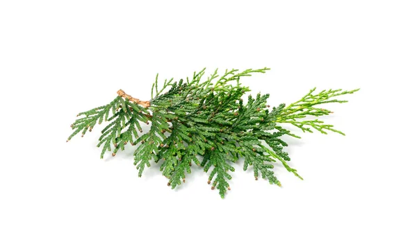 Cypress Twigs Isolated Cupressus Leaf Arborvitae Twig Thuya Sprig Thuja — Stockfoto