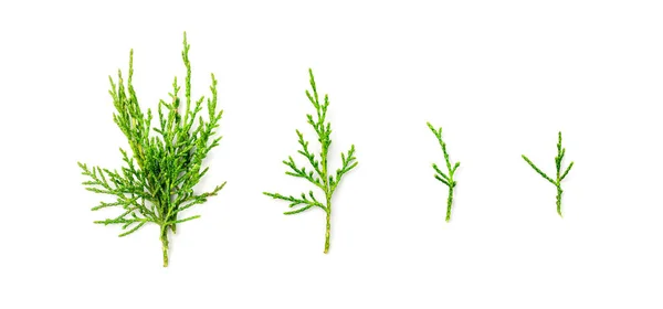 Cypress Twigs Isolated Cupressus Leaf Arborvitae Twig Thuya Sprig Thuja — Stockfoto