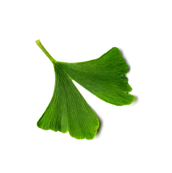 Ginkgo Biloba Leaves Isolated Gingko Green Leaf Ginko Tree Twig — Stock Photo, Image