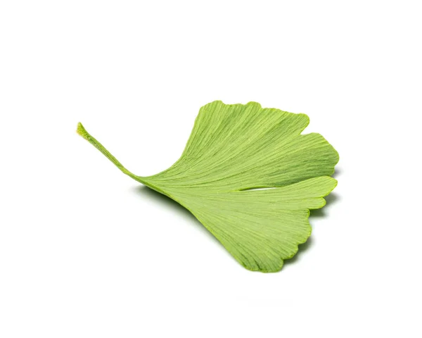 Ginkgo Biloba Leaves Isolated Gingko Green Leaf Ginko Tree Twig — Zdjęcie stockowe