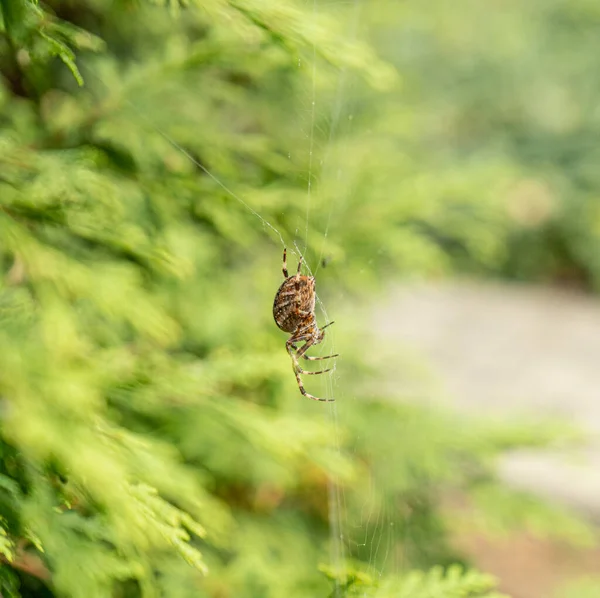 欧洲花园蜘蛛 非洲蜘蛛 Diadem 交叉蜘蛛 蜘蛛网森林陷阱 冠冕编织者在其网络特写 有选择的焦点 — 图库照片
