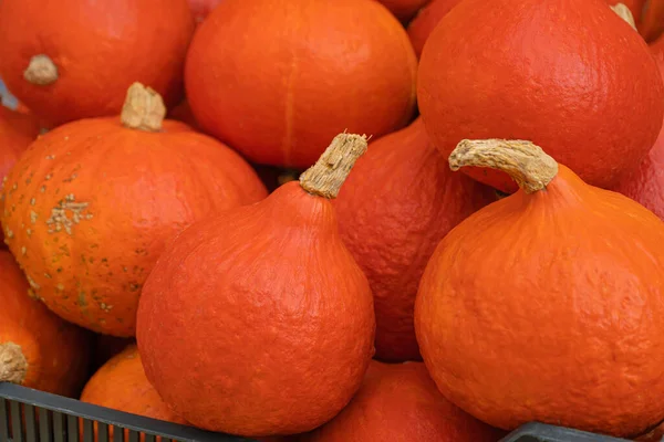 Mercado Abóboras Fazenda Abóbora Pilha Vegetais Ação Graças Laranja Colheita — Fotografia de Stock