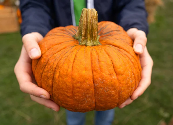 Pumpkin in hands, squash farm, orange thanksgiving vegetable, autumn pumpkins harvest, pumpkin halloween texture background