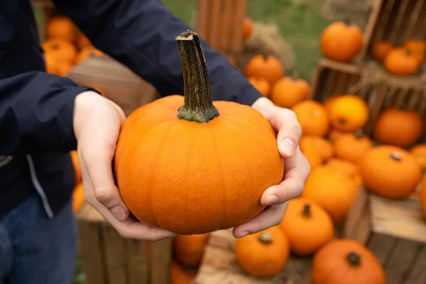 Pumpkin in hands, squash farm, orange thanksgiving vegetable, autumn pumpkins harvest, pumpkin halloween texture background
