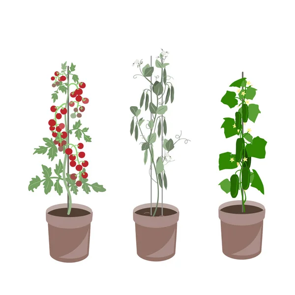 Hausgemachtes Gemüse-Set vorhanden. Gurken, Tomaten und Erbsen im Kübel. Bio-Gemüse in Blumentöpfen. Vektor-Sammlung isoliert auf Weiß. — Stockvektor