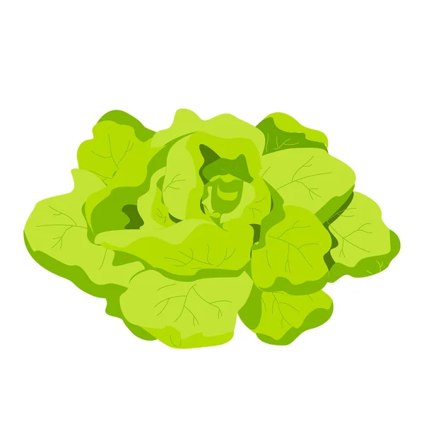 Lattuga verde fresca Romaine, Lactuca sativa, isolata sul bianco. Cavolo crudo fresco e succoso. Alimentazione sana, vegetariana, verdure primaverili, condimenti. Insalate biologiche illustrazione vettoriale — Vettoriale Stock