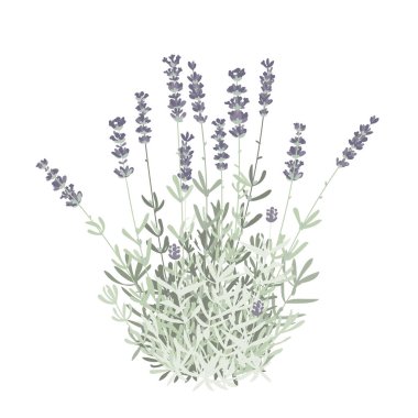 Düz çimen lavantası izole edilmiş vektör ilüstrasyonu. Etiket, ambalaj, kart için. Şifa ve kozmetik bitkileri. Tıbbi tesis. Doğal ve organik ürünler için.