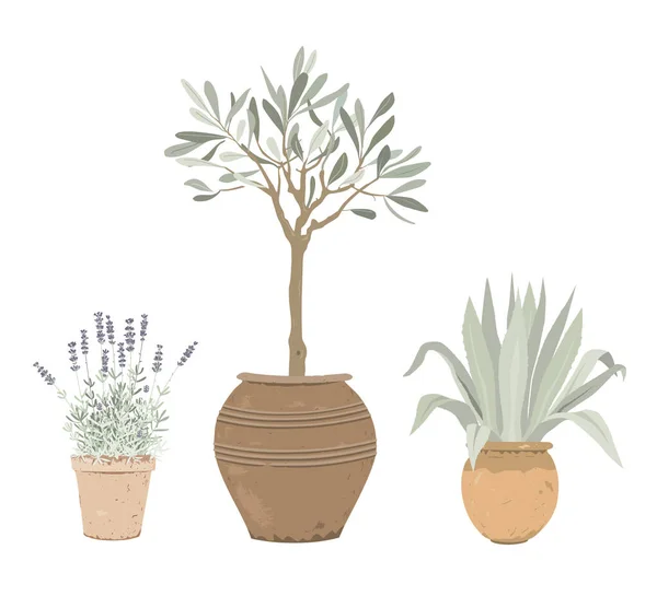 Set Mediterraner Topfpflanzen Lavendel Olivenbaum Und Blaue Agave Blumentöpfen Gestaltungselemente — Stockvektor