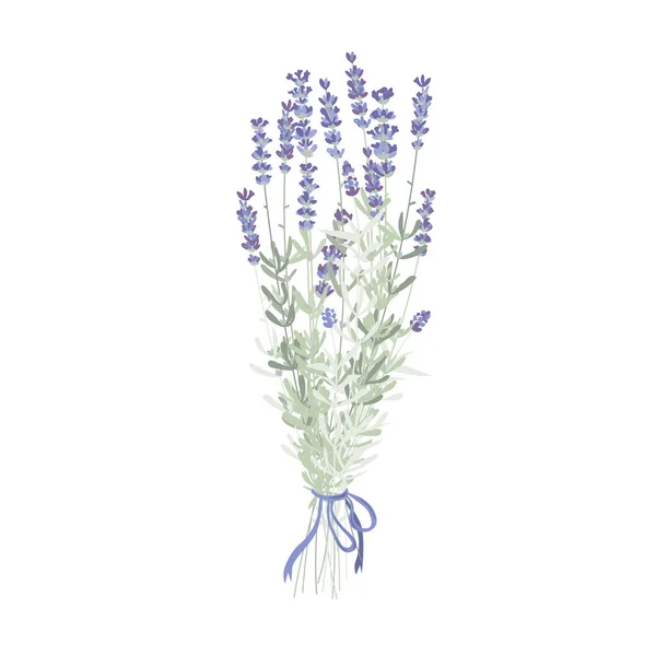 Elegante ramo de flores de lavanda, ramo de lavanda con una cinta púrpura. Ilustración vectorial aislada en blanco — Vector de stock