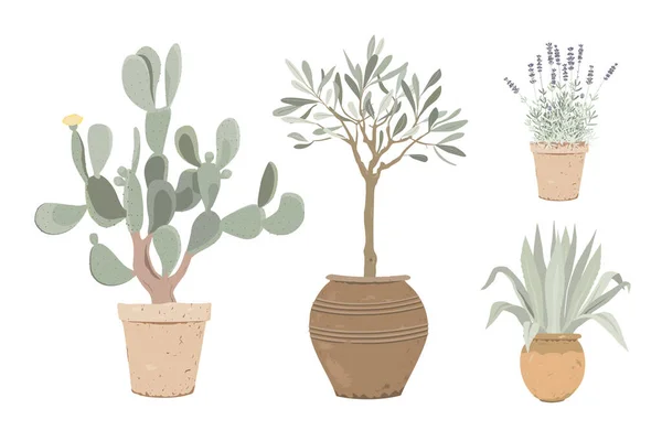 Set of Mediterranean potted plants. Lavender, prickly pear, olive tree, and blue agave in flower pots. Design elements for garden or home decor. Vector illustration — Stockvektor