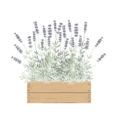 Lavender plant flowers in a wooden box. Card or decor design element. Vector illustration