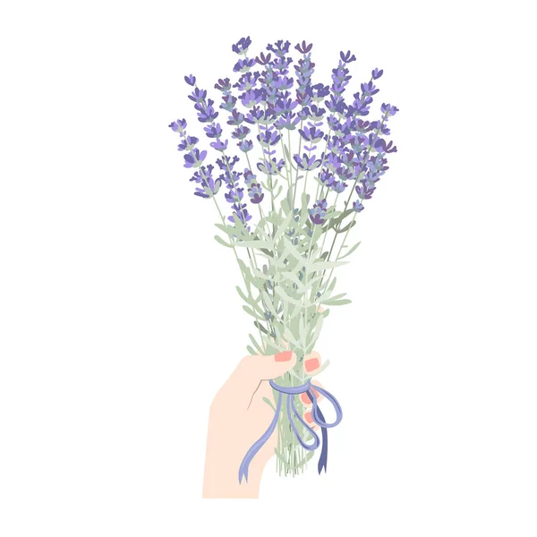 Female hand holding blooming lavender bunch. Woman hand with lavandula flowers isolated on white background. Botanical floral element vector flat illustration. Flat vector illustration. — Wektor stockowy