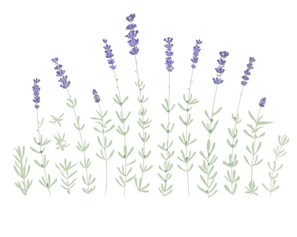 Conjunto de elementos de flores de lavanda. Ilustração botânica. Coleção de flores de lavanda em um fundo branco. Pacote de ilustração vetorial . —  Vetores de Stock