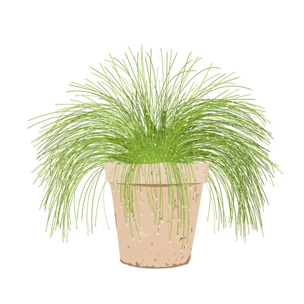 Potted isolepis plant. Fiber optic grass in a flower pot isolated on white. Scirpus cernuus vector — Stockvektor