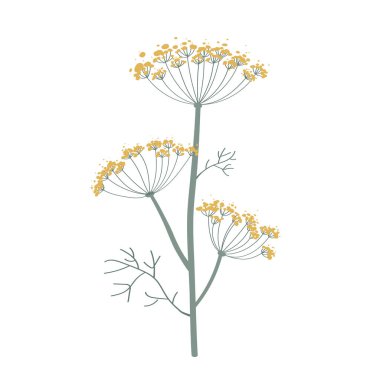 Fennel or dill flowers isolated on white. Hand drawn vector illustration. Fragrant seasoning for dishes, medicine plant. Icon for stickers for product packaging.