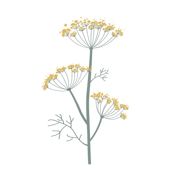 Fennel Dill Flowers Isolated White Hand Drawn Vector Illustration Fragrant — Stock Vector